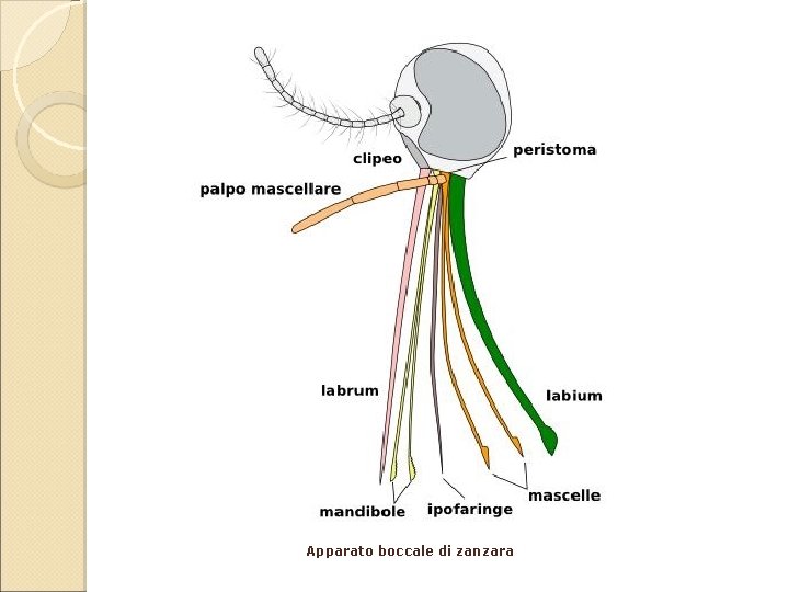 Apparato boccale di zanzara 