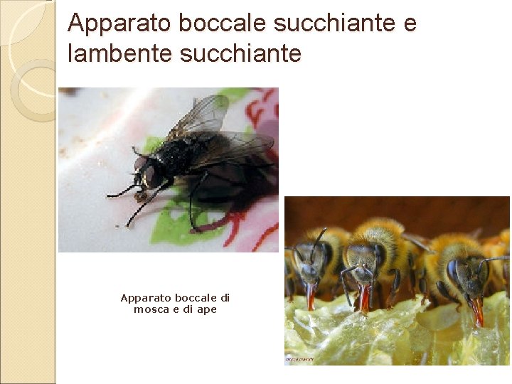 Apparato boccale succhiante e lambente succhiante Apparato boccale di mosca e di ape 