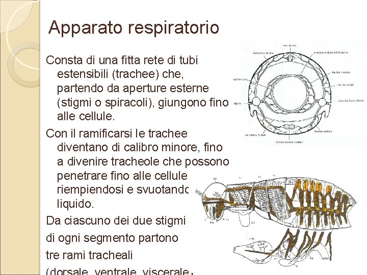 Apparato respiratorio Consta di una fitta rete di tubi estensibili (trachee) che, partendo da Apparato respiratorio Consta di una fitta rete di tubi estensibili (trachee) che, partendo da