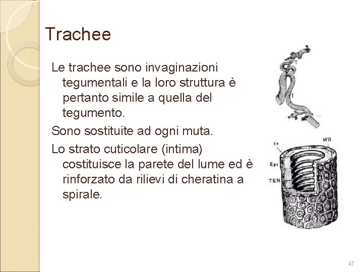 Trachee Le trachee sono invaginazioni tegumentali e la loro struttura è pertanto simile a Trachee Le trachee sono invaginazioni tegumentali e la loro struttura è pertanto simile a