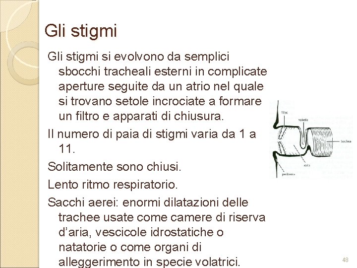 Gli stigmi si evolvono da semplici sbocchi tracheali esterni in complicate aperture seguite da