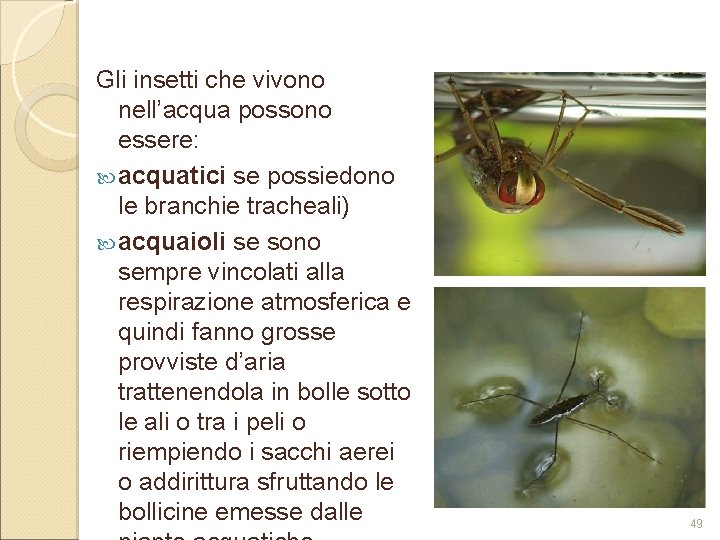 Gli insetti che vivono nell’acqua possono essere: acquatici se possiedono le branchie tracheali) acquaioli