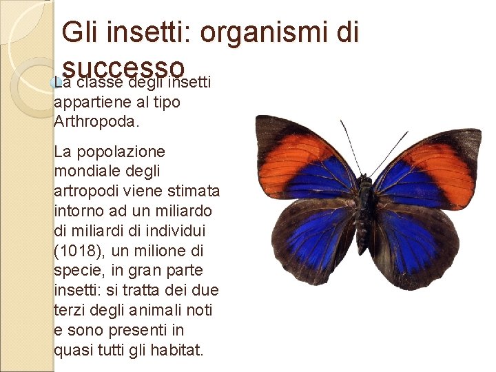 Gli insetti: organismi di successo La classe degli insetti appartiene al tipo Arthropoda. La