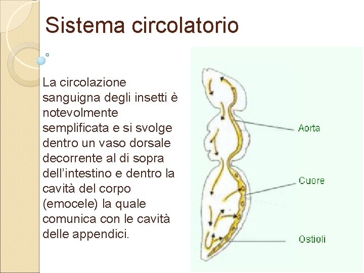 Sistema circolatorio La circolazione sanguigna degli insetti è notevolmente semplificata e si svolge dentro