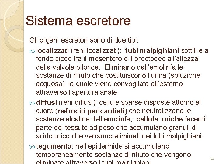 Sistema escretore Gli organi escretori sono di due tipi: localizzati (reni localizzati): tubi malpighiani