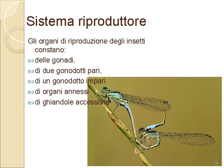 Sistema riproduttore Gli organi di riproduzione degli insetti constano: delle gonadi, di due gonodotti