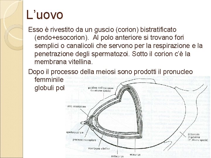 L’uovo Esso è rivestito da un guscio (corion) bistratificato (endo+esocorion). Al polo anteriore si L’uovo Esso è rivestito da un guscio (corion) bistratificato (endo+esocorion). Al polo anteriore si