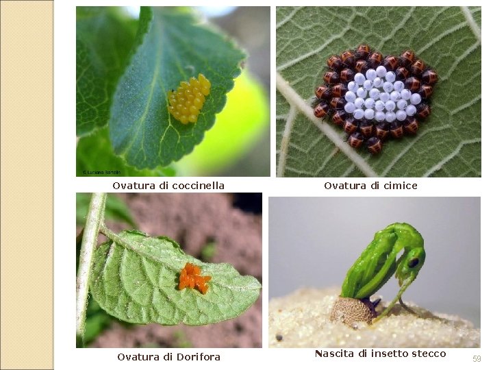 Ovatura di coccinella Ovatura di Dorifora Ovatura di cimice Nascita di insetto stecco 59