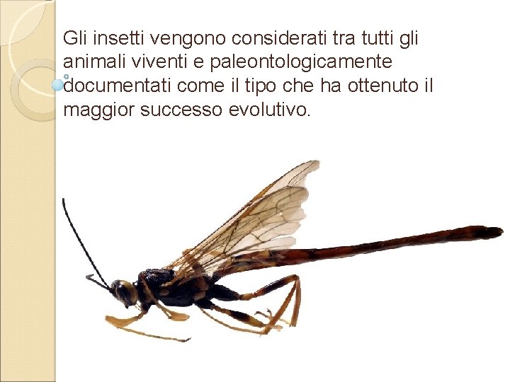 Gli insetti vengono considerati tra tutti gli animali viventi e paleontologicamente documentati come il