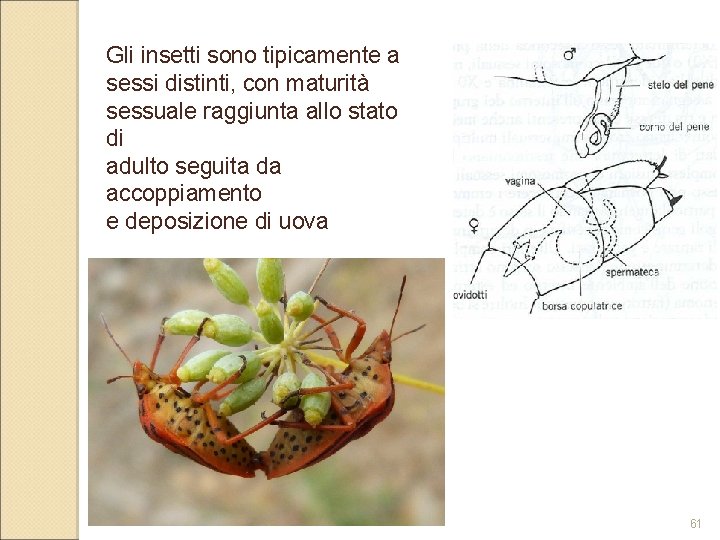 Gli insetti sono tipicamente a sessi distinti, con maturità sessuale raggiunta allo stato di