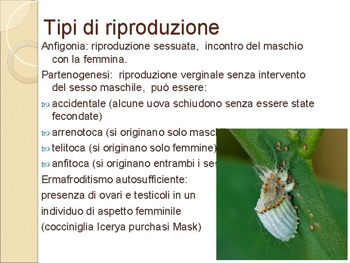 Tipi di riproduzione Anfigonia: riproduzione sessuata, incontro del maschio con la femmina. Partenogenesi: riproduzione