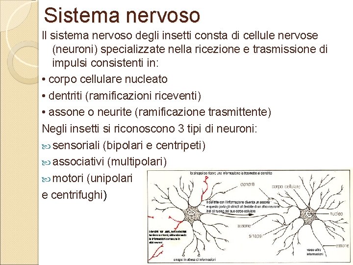 Sistema nervoso Il sistema nervoso degli insetti consta di cellule nervose (neuroni) specializzate nella