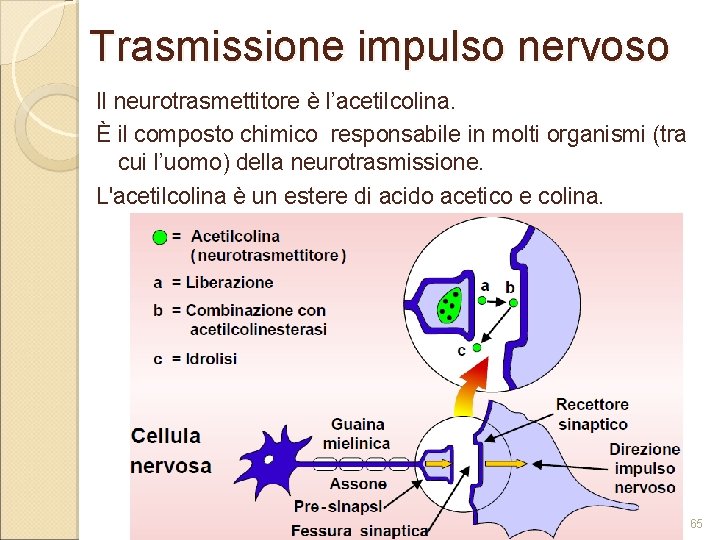 Trasmissione impulso nervoso Il neurotrasmettitore è l’acetilcolina. È il composto chimico responsabile in molti