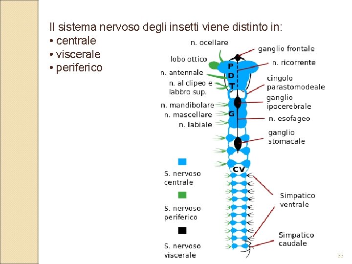 Il sistema nervoso degli insetti viene distinto in: • centrale • viscerale • periferico