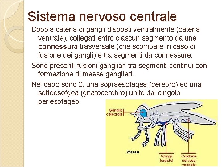 Sistema nervoso centrale Doppia catena di gangli disposti ventralmente (catena ventrale), collegati entro ciascun Sistema nervoso centrale Doppia catena di gangli disposti ventralmente (catena ventrale), collegati entro ciascun
