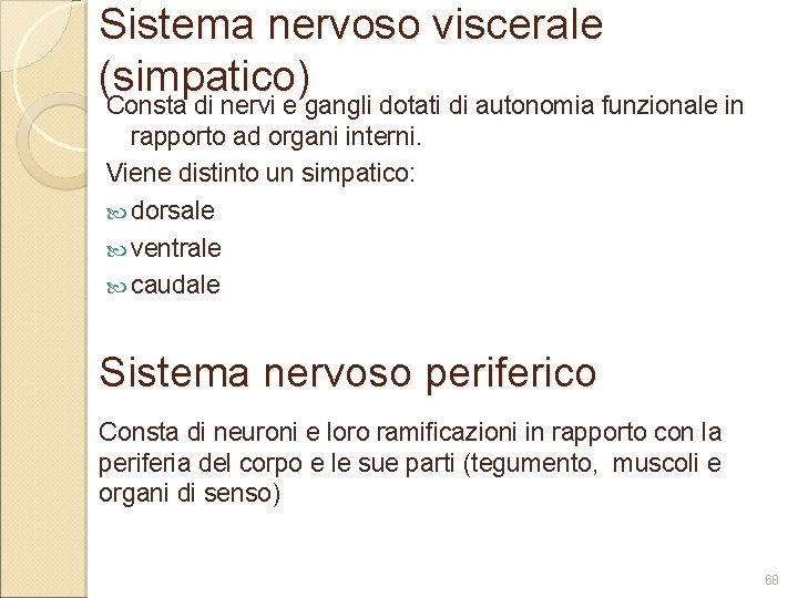 Sistema nervoso viscerale (simpatico) Consta di nervi e gangli dotati di autonomia funzionale in