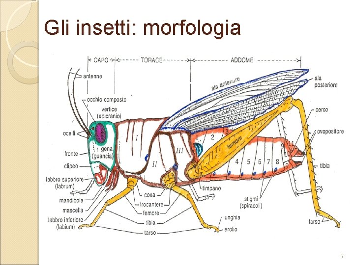 Gli insetti: morfologia 7 