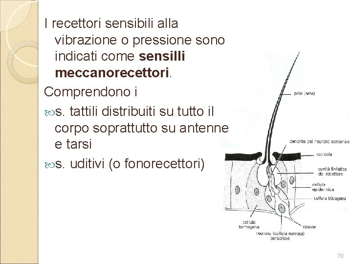 I recettori sensibili alla vibrazione o pressione sono indicati come sensilli meccanorecettori. Comprendono i