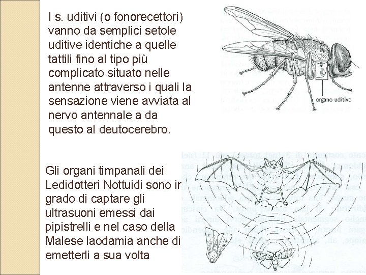 I s. uditivi (o fonorecettori) vanno da semplici setole uditive identiche a quelle tattili