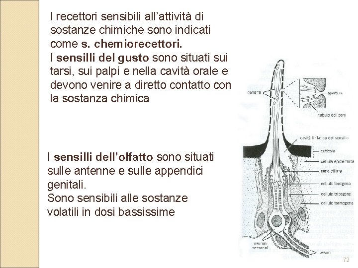 I recettori sensibili all’attività di sostanze chimiche sono indicati come s. chemiorecettori. I sensilli