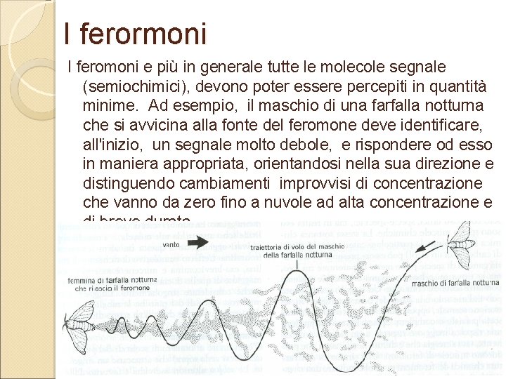 I ferormoni I feromoni e più in generale tutte le molecole segnale (semiochimici), devono