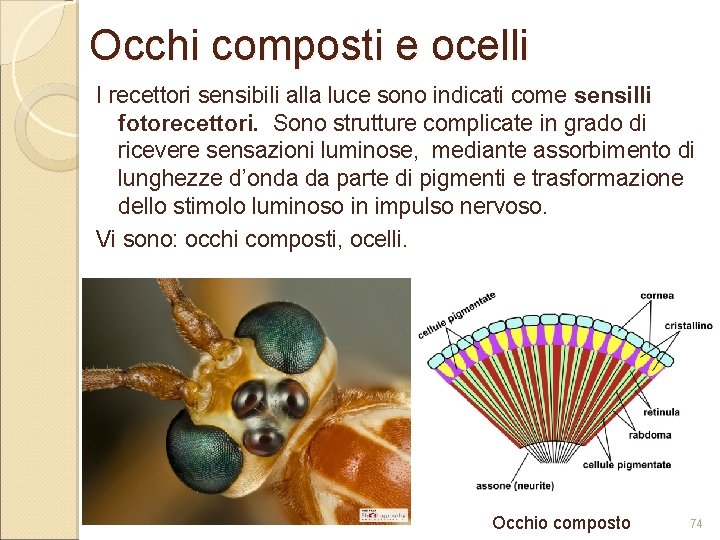 Occhi composti e ocelli I recettori sensibili alla luce sono indicati come sensilli fotorecettori.