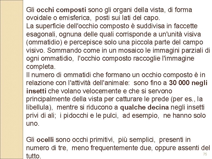 Gli occhi composti sono gli organi della vista, di forma ovoidale o emisferica, posti Gli occhi composti sono gli organi della vista, di forma ovoidale o emisferica, posti