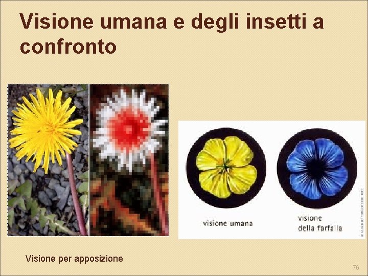 Visione umana e degli insetti a confronto Visione per apposizione 76 