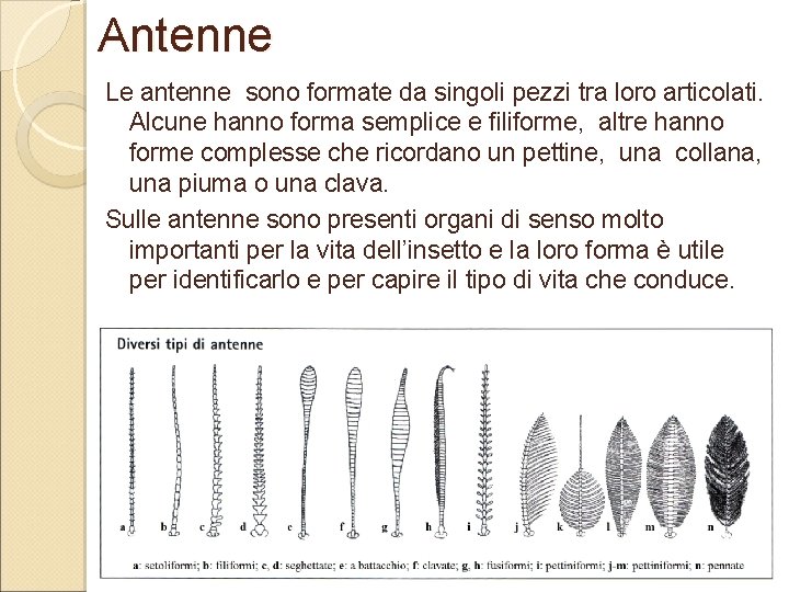 Antenne Le antenne sono formate da singoli pezzi tra loro articolati. Alcune hanno forma