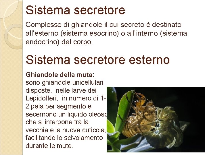 Sistema secretore Complesso di ghiandole il cui secreto è destinato all’esterno (sistema esocrino) o