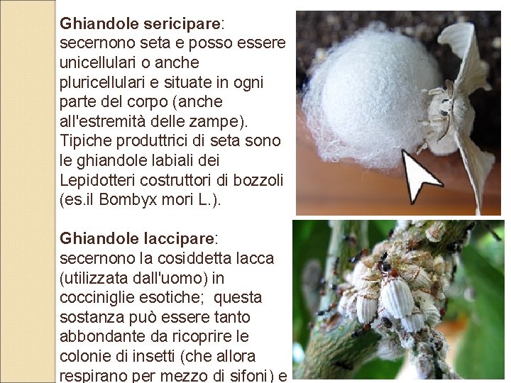 Ghiandole sericipare: secernono seta e posso essere unicellulari o anche pluricellulari e situate in