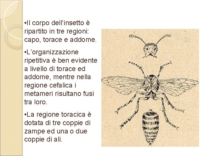 • Il corpo dell’insetto è ripartito in tre regioni: capo, torace e addome. • Il corpo dell’insetto è ripartito in tre regioni: capo, torace e addome.