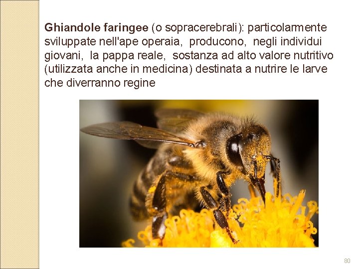Ghiandole faringee (o sopracerebrali): particolarmente sviluppate nell'ape operaia, producono, negli individui giovani, la pappa