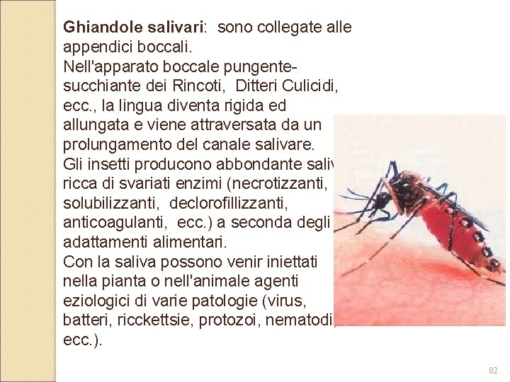 Ghiandole salivari: sono collegate alle appendici boccali. Nell'apparato boccale pungentesucchiante dei Rincoti, Ditteri Culicidi,