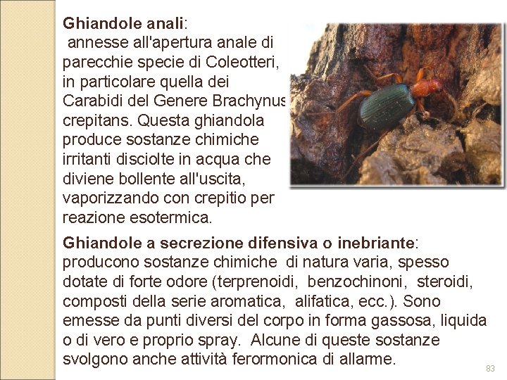 Ghiandole anali: annesse all'apertura anale di parecchie specie di Coleotteri, in particolare quella dei