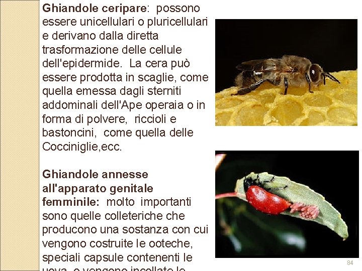 Ghiandole ceripare: possono essere unicellulari o pluricellulari e derivano dalla diretta trasformazione delle cellule