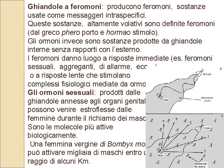 Ghiandole a feromoni: producono feromoni, sostanze usate come messaggeri intraspecifici. Queste sostanze, altamente volativi