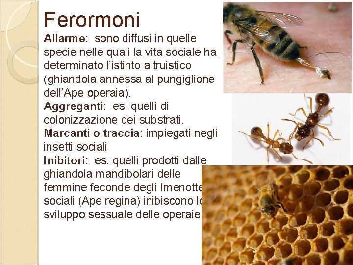 Ferormoni Allarme: sono diffusi in quelle specie nelle quali la vita sociale ha determinato