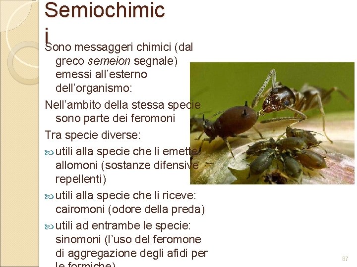 Semiochimic i. Sono messaggeri chimici (dal greco semeion segnale) emessi all’esterno dell’organismo: Nell’ambito della