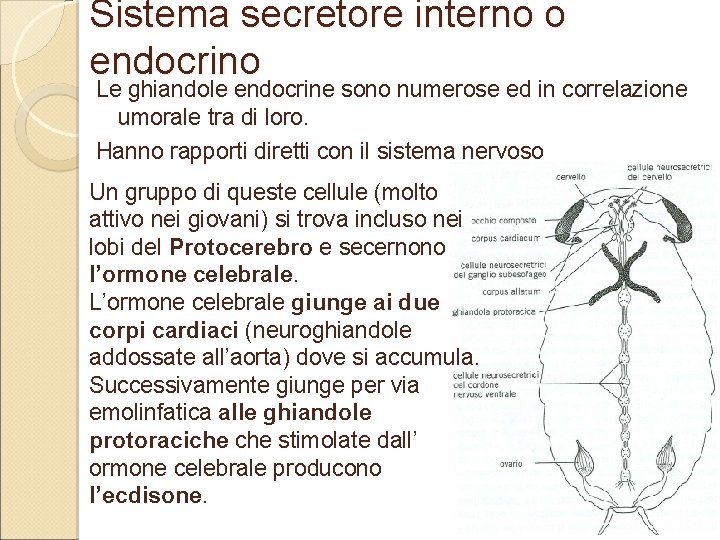 Sistema secretore interno o endocrino Le ghiandole endocrine sono numerose ed in correlazione umorale