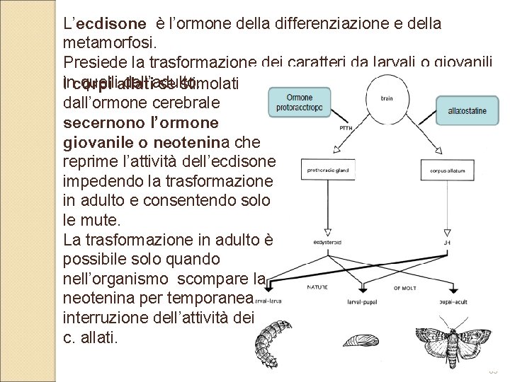 L’ecdisone è l’ormone della differenziazione e della metamorfosi. Presiede la trasformazione dei caratteri da