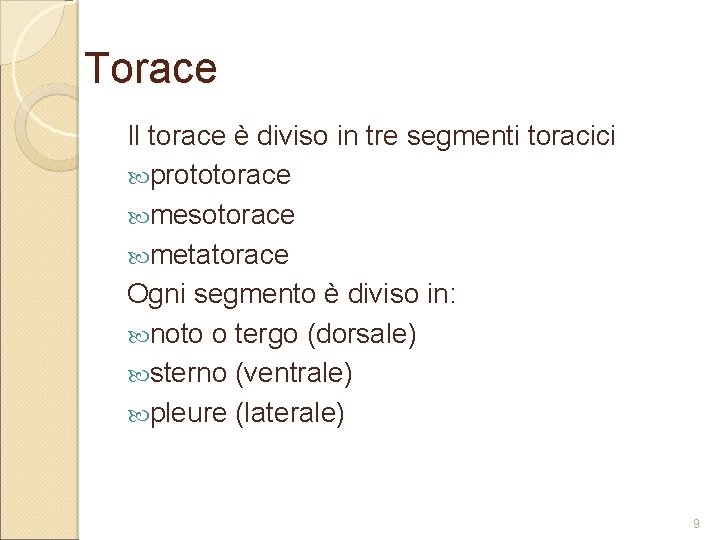 Torace Il torace è diviso in tre segmenti toracici prototorace mesotorace metatorace Ogni segmento