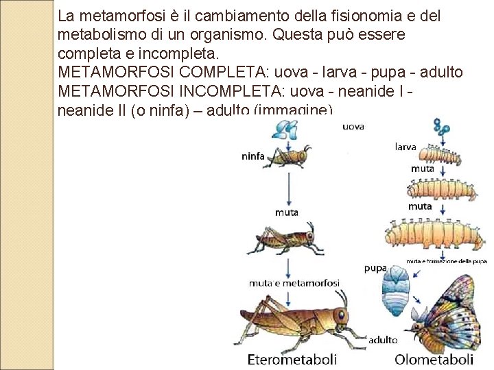 La metamorfosi è il cambiamento della fisionomia e del metabolismo di un organismo. Questa