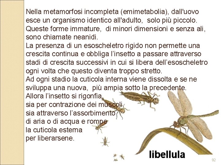 Nella metamorfosi incompleta (emimetabolia), dall'uovo esce un organismo identico all'adulto, solo più piccolo. Queste Nella metamorfosi incompleta (emimetabolia), dall'uovo esce un organismo identico all'adulto, solo più piccolo. Queste