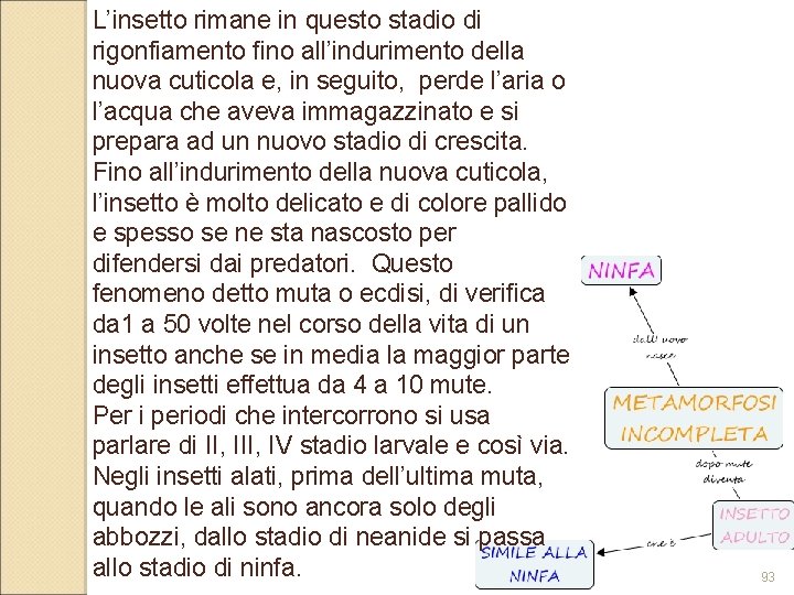 L’insetto rimane in questo stadio di rigonfiamento fino all’indurimento della nuova cuticola e, in