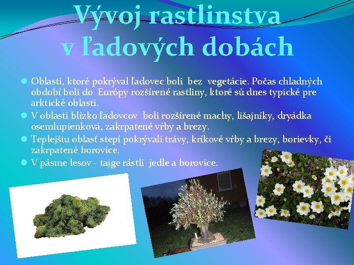 Vývoj rastlinstva v ľadových dobách l Oblasti, ktoré pokrýval ľadovec boli bez vegetácie. Počas