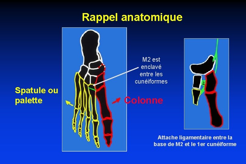 Rappel anatomique M 2 est enclavé entre les cunéiformes Spatule ou palette Colonne Attache