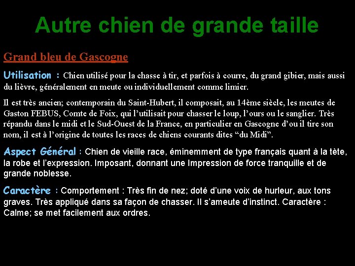 Autre chien de grande taille Grand bleu de Gascogne Utilisation : Chien utilisé pour