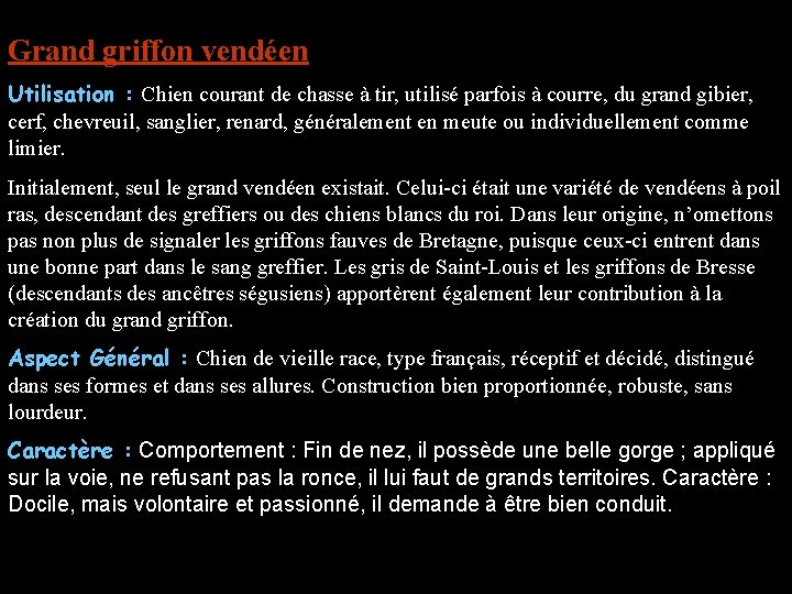 Grand griffon vendéen Utilisation : Chien courant de chasse à tir, utilisé parfois à