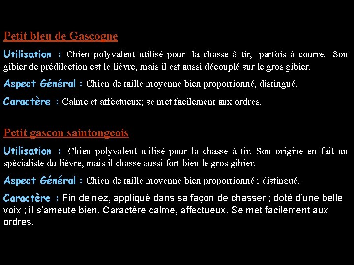 Petit bleu de Gascogne Utilisation : Chien polyvalent utilisé pour la chasse à tir,